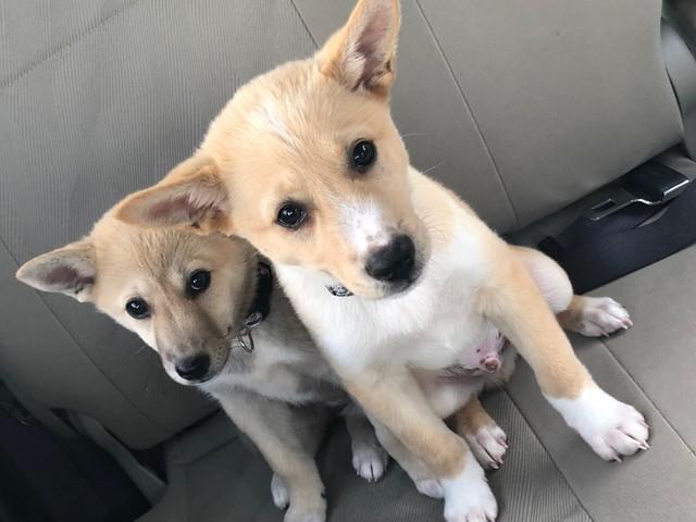 春お兄ちゃんの後ろに隠れる恥ずかしがり屋の杏ちゃん