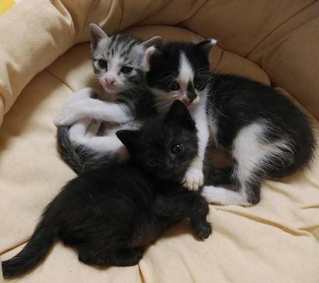 救助されて少し大きくなった３匹の赤ちゃん猫
