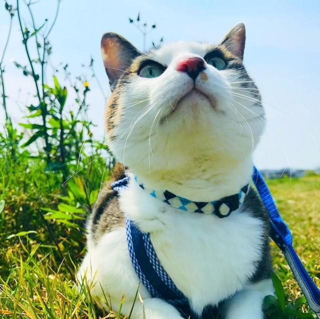 天気のいい日のお散歩、気持ちいいね