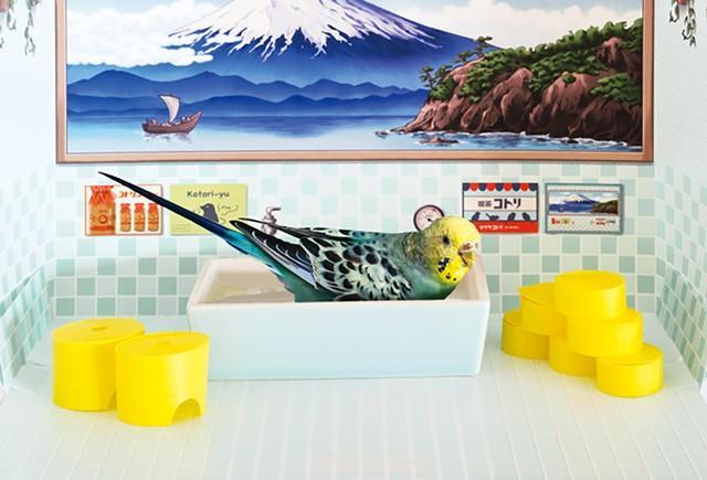 酷暑の夏…小鳥ちゃんも、ひとっ風呂！？　納涼感＆レトロ感満載の『バード銭湯』が話題