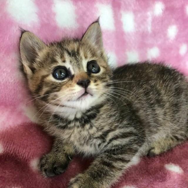 子猫時代、マンチカンにしては脚が長いので捨てられた