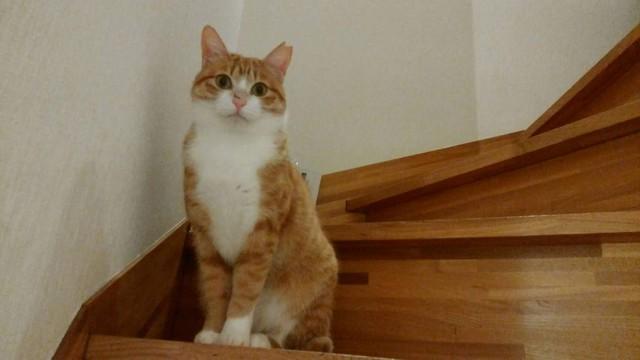 近所をうろついていた野良猫を保護　先住猫との相性が悪く1階と2階に分かれて“家庭内別居”
