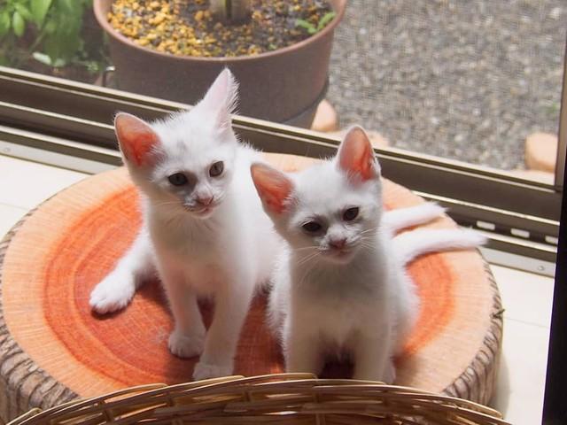 奔放な白猫・音ちゃんと、怖がりの妹・色ちゃん…そっくりな2匹、いつも一緒の幸せ