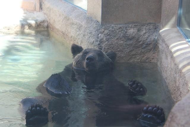 ハァいい湯（水）だな…？酷暑でプールに入り浸るヒグマが「脱力しすぎ」「一緒に入りたい」と大人気
