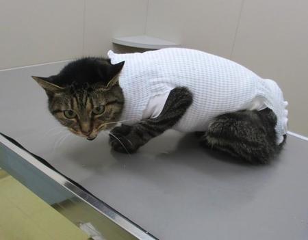 かわいいキジ猫、サクラちゃん…かわいらしいお洋服にも見えますが、ガンの部分から出てくる液体が広がらないようにガーゼを当てて、包帯を巻いています