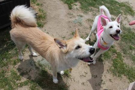 3歳のときドッグランで再会したきょうだい犬。右がチィップちゃん、左がウッディー君