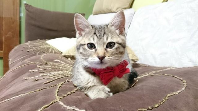 3匹目に迎えた子猫は、まったく甘えてくれないツンな猫　しかし可愛くて仕方がない…！