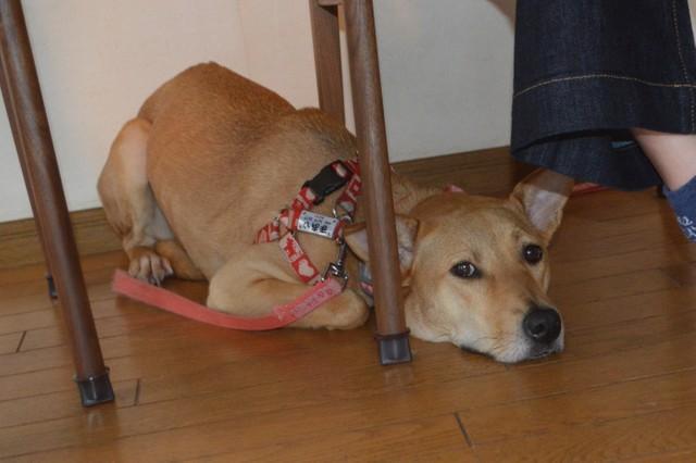 奄美大島で放浪していた怖がり屋さんの屋久島犬…大阪へ来て2年でやっと「本当の家族」に出会えた！