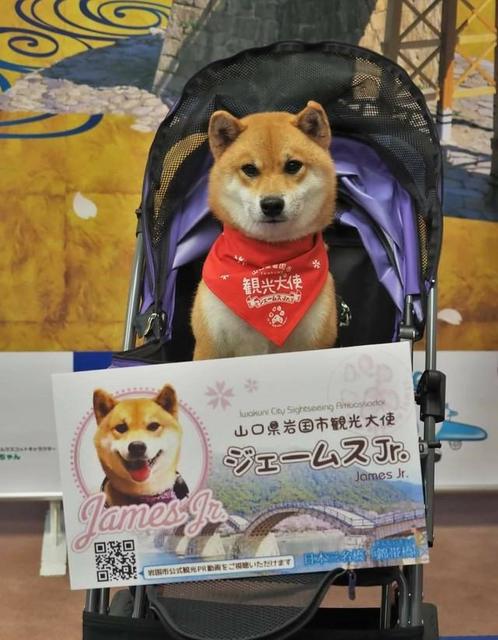 ひとりぼっちで邪険にされていた柴犬が 山口県岩国市の観光大使に Fmラジオでdjや 動物愛護の活動も ライフ 社会総合 デイリースポーツ Online