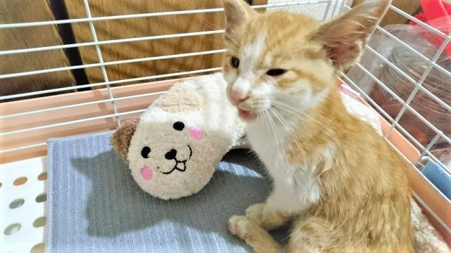 今年7月下旬、動物の虐待・虐殺などが相次いでいる滋賀県内で保護された茶トラの子猫・むうくん（提供写真）