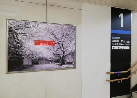 駅コンコースに突如現れた季節外れの「桜並木」…＝JR明石駅