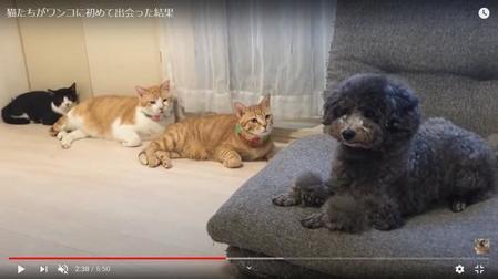 3匹の猫ちゃんたちが見つめる中、ソファーに座ったちゅらちゃん（提供画像）