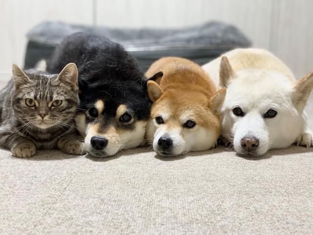 3匹の柴犬たちととても仲がいいキキくん（まあさん提供）