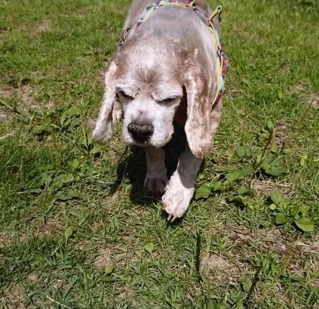 耳の奥にがんを持ちながら、元気に暮らす犬のマロンちゃん…気がつけば診断してから2年が経ちました