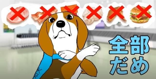 「ハム、ベーコン全部だめ」検疫探知犬クンくん…クセになる動画が話題　職員「どこよりもかわいい」