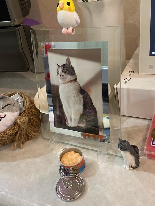 ぽてとくんの遺影の前にお供えされたミニチュアガチャガチャのキャットフード（フクダカズヤさん提供）