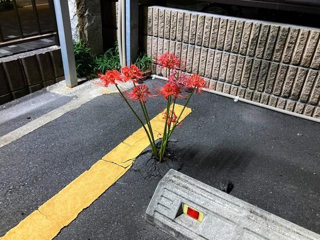 一体どこから？東京のど真ん中に咲いた「ど根性彼岸花」が話題…車に踏まれぬ絶妙な位置取りにも驚嘆！