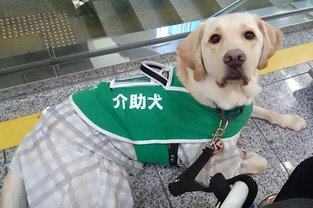 介助犬・グロリアは元盲導犬候補生　“欠点”を克服しキャリアチェンジ、新たな道で活躍中！