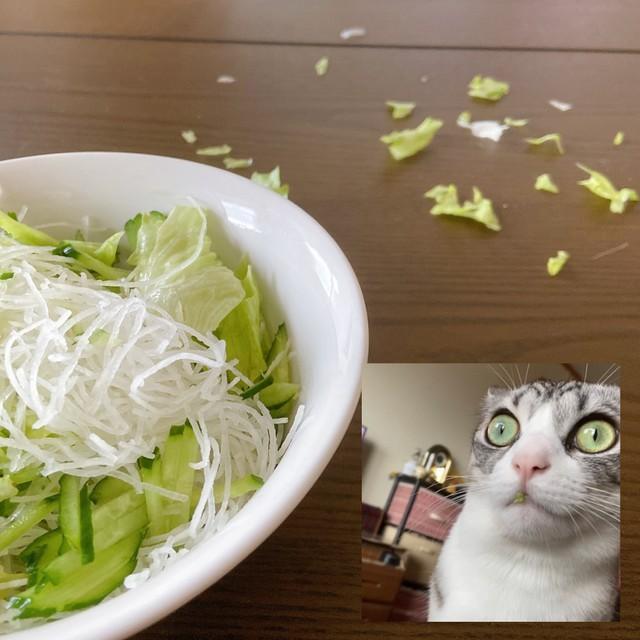 サラダのお皿の周りにレタスが散乱、そして“犯行現場”には重要参考猫の姿が…（愛莉さん提供）