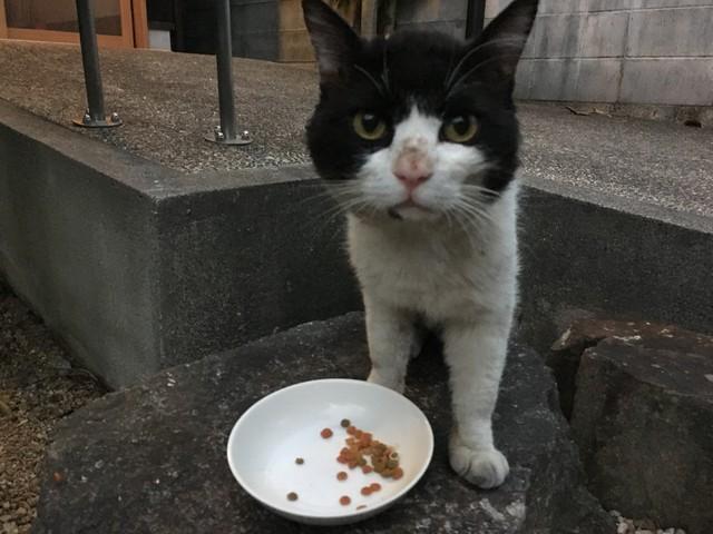 クロクロは魚の干物などおいしいものから先に食べるタイプ