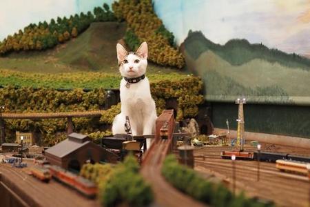 大きいレイアウト（鉄道模型台）にたたずむレオ（注・大きいレイアウト内に猫がいる写真は営業終了後、許可を得て撮影）