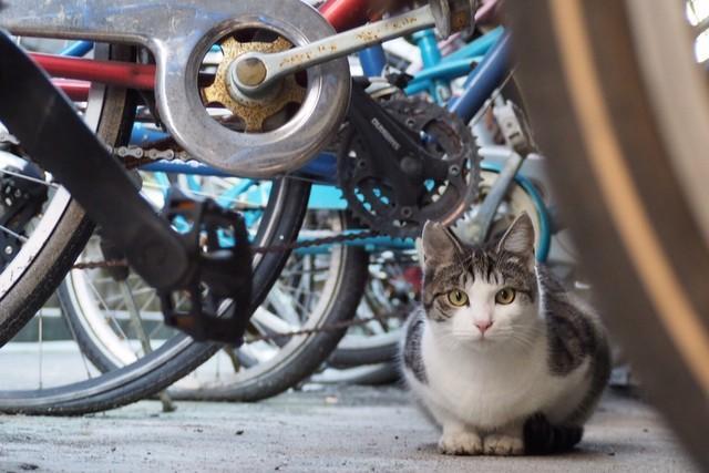 『のらねこさんの手術室』で不妊手術を受けた猫たちは、第二の“猫生”を歩み始める