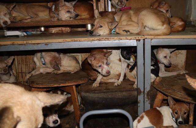 8畳2間に犬164頭と人間が暮らす最大級の多頭飼育崩壊　1頭の捨て犬を飼い始めたのがきっかけ
