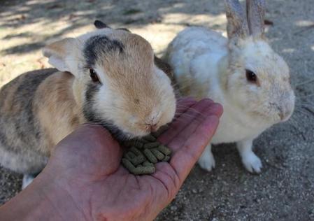どんどん寄ってくる！＝広島県竹原市、大久野島