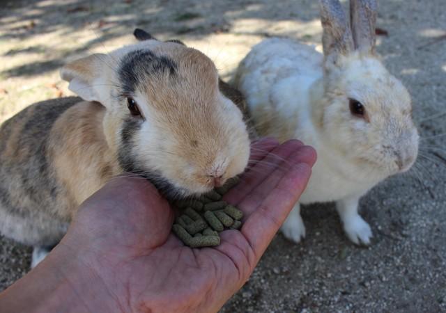 どんどん寄ってくる！＝広島県竹原市、大久野島