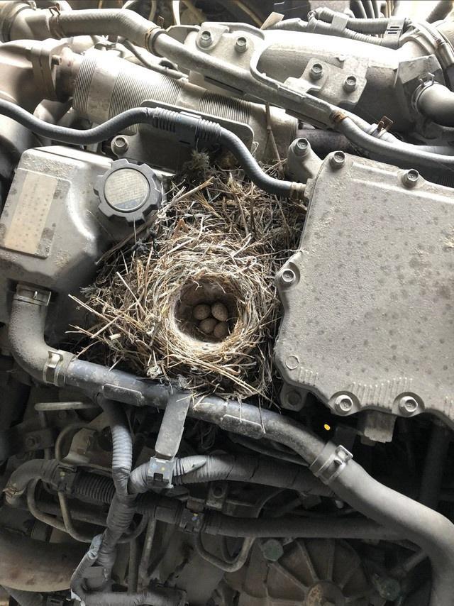 なんでこんなところに鳥の巣が！？ ※「自動車整備士あるある言いたい。」提供