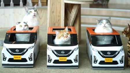 実際に猫ちゃんが“運転”している様子を観察できる大チャンス！？（提供写真）