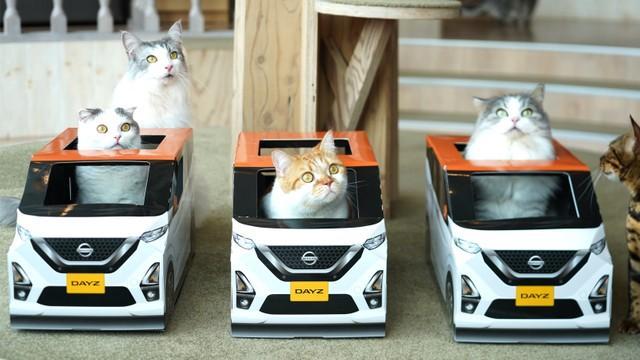 日産が開発…猫用の軽自動車「にゃっさんデイズ」　猫カフェで“試乗”できます！？　　