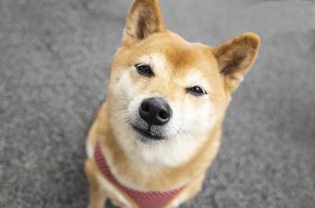 もし愛犬と“会話”ができれば、もっと幸せにしてあげられるかもしれない(Kazuki Yamada/stock.adobe.com)