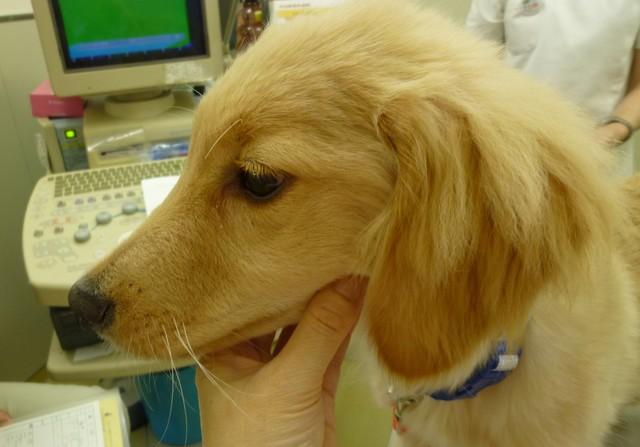 わずか1歳5カ月の命…感染性心内膜炎で亡くなった犬のこと　この死を決して無駄にはしない