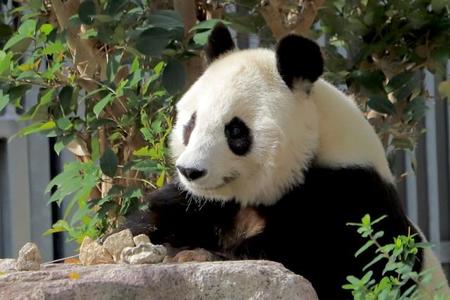 抱っこしたくなる大きさ、形の小石は飼育員さんが拾い集め岩の上へ。ある日のお食事タイム、「これ食べられるもの？」と確認するかのように覗き込みました（写真はトントンさん提供）