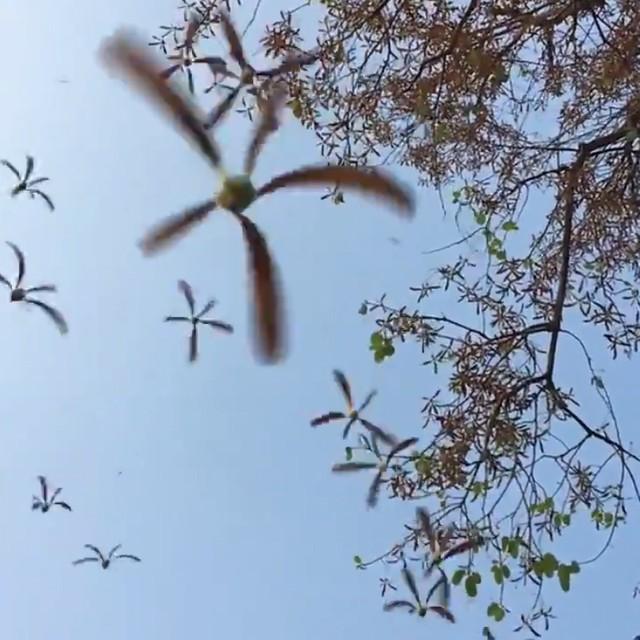 空から落ちてくる無数のプロペラ 不思議な木の実を撮影した動画が話題 生き物の神秘を感じる ライフ 社会総合 デイリースポーツ Online