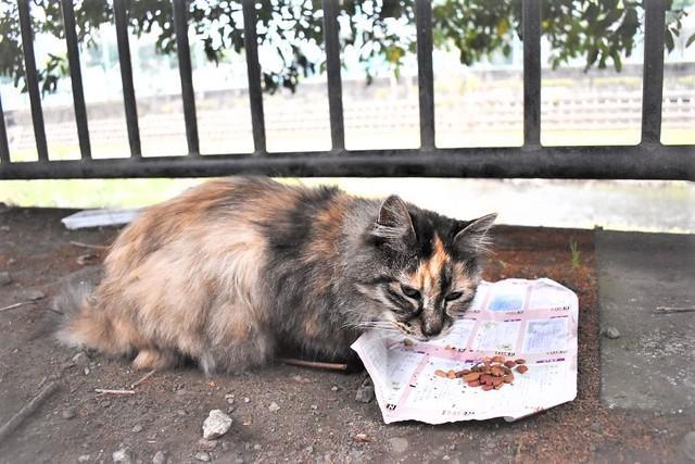 三鷹市内を流れる川沿いの土手で亡くなっていた高齢の地域猫「タヌキ」ちゃん。亡くなった2日前は元気にご飯を食べていた（提供写真）