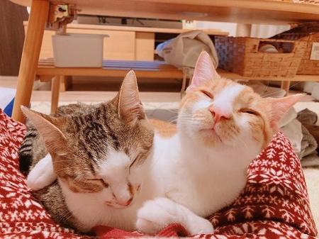 滋賀県内で保護された子猫のむうくん㊨の里親が決まりました。仲良しのごんたちゃんとともに里親さんの元で暮らしているという（提供写真）