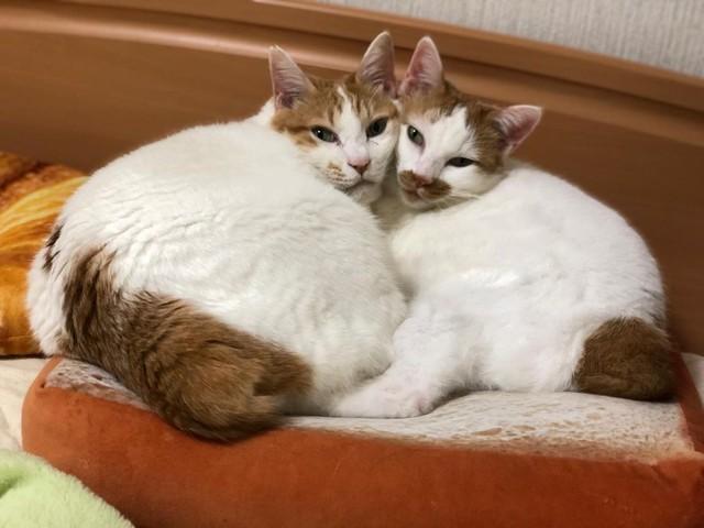 菅原文太ばりにカッコいい外猫 おなかの大きい友達を連れ 家に入れて 実は超家好きの猫だった ライフ 社会総合 デイリースポーツ Online 菅原文太ばりにカッコいい外猫 おなかの大きい友達を連れ 家に入れて 実は超家好きの猫だった ライフ 社会総合 デイリースポーツ Online