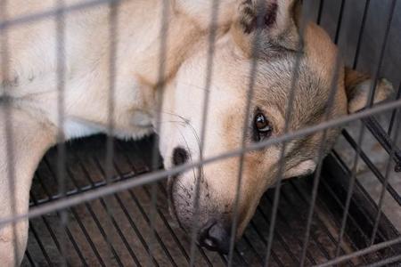 京都区検に動物愛護法違反の罪で略式起訴され、同簡裁から罰金刑を出された動物保護ボランティアの女性。多数の動物愛護団体などから行き場を失った犬や猫を際限なく女性が引き取っていたという（イメージ画像）。