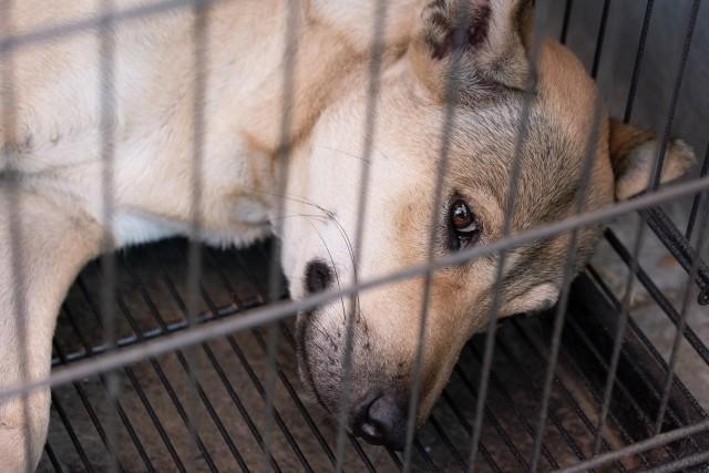 「神様」のはずが多頭飼育崩壊…京都のボランティア女性、なぜ際限なく犬猫を引き取ったのか