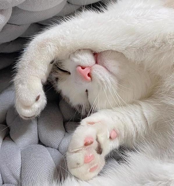 猫を飼いたい と言い続けていたら 小さな白い毛糸玉のような 美しい猫と暮らすことに ライフ 社会総合 デイリースポーツ Online