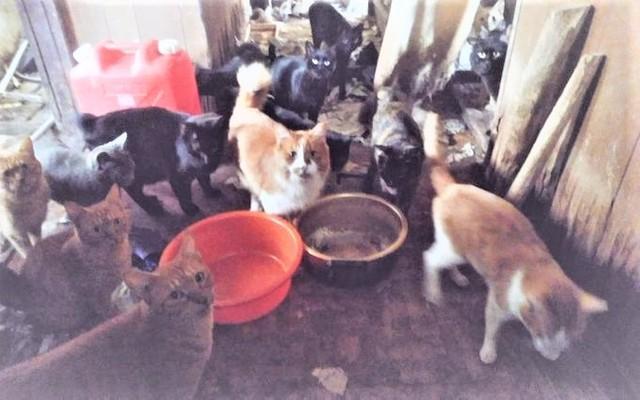 埼玉県狭山市の住宅で今月、約50匹の猫が放置されていることが、狭山市の動物保護団体「さやま猫の会」への取材で分かった。飼い主が入院したため、飼育ができなくなったという（提供写真）