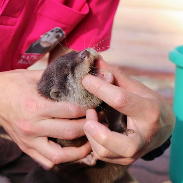 離乳食チャレンジ！…でも、「いやだぁぁぁぁああああああああ」（画像提供：桂浜水族館）