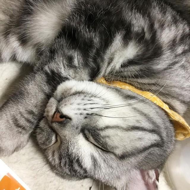 赤ちゃんが生まれるからもう飼えない 手放されたアメショーは置物のように美しく 大人しかった ライフ 社会総合 デイリースポーツ Online