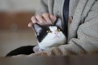 田口さんの膝の上で甘えるくろ