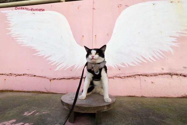 “天使の羽”を持つ!?看板猫 悲しみを癒す 「うちの福招きねこ~西日本編」vol.25