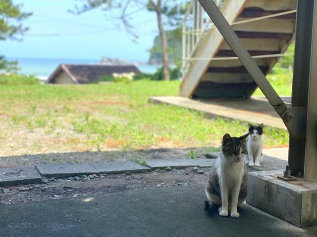 出会ったころの母猫とくろ。警戒心が強かった（田口さん提供）