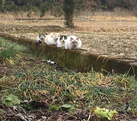 野良猫4匹がなぜか路傍に縦一列に＝ウッジーさん（@uuu_uj）提供