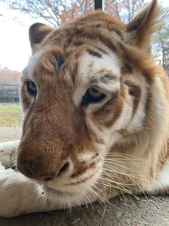 ちゅ～るを舐める動画が話題になったボルタくん（那須サファリパーク提供）